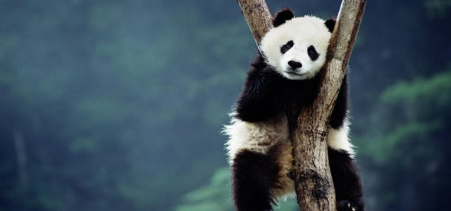 Wolong National Nature Reserve